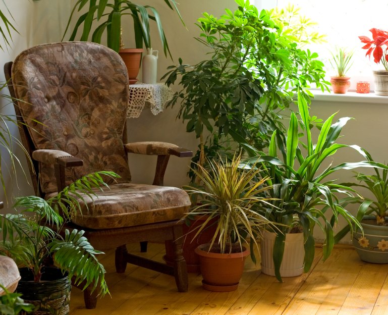 houseplants in home