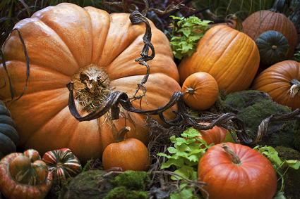 pumpkins and gourds