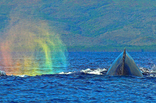 Maui Humpback Whale & Rainbow