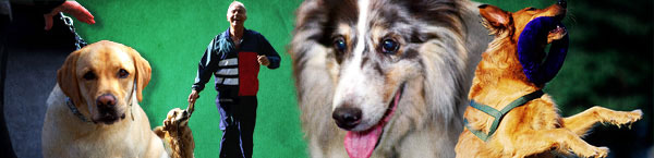 show-dogs-header.jpg