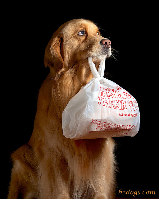 Doggie Bag Etiquette Doggie Bag