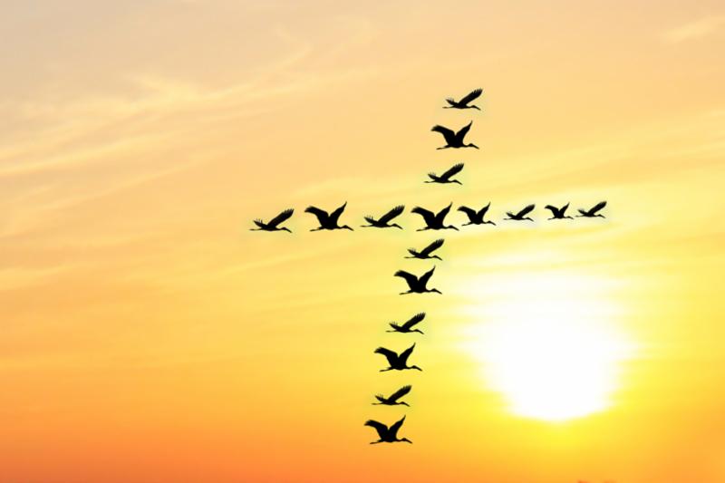 birds_cross_in_sunset.jpg