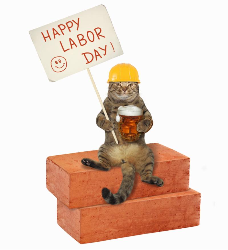 The cat builder in yellow helmet with a glass of beer is sitting on bricks and holding a banner with the text   happy labor day  . White background.