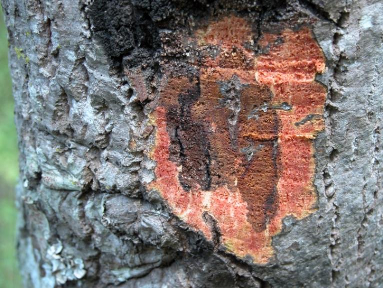 Phytophthora on an oak
