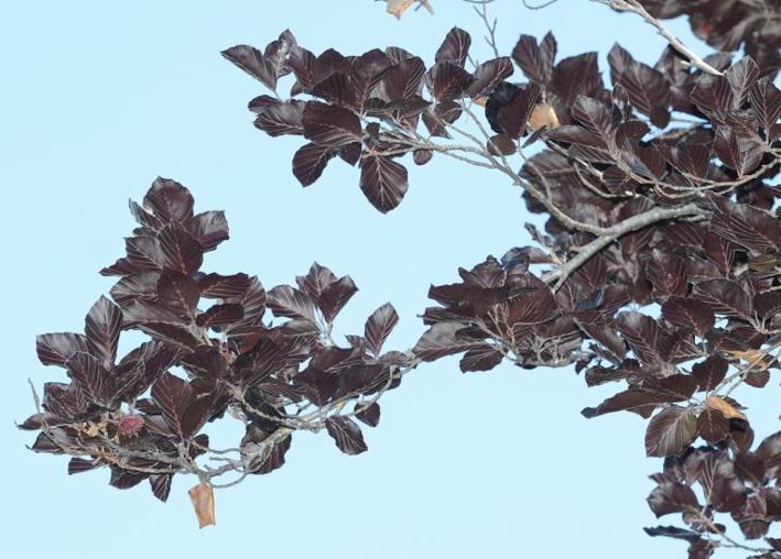 Meet the copper beech and many others on a Canopy tree walk