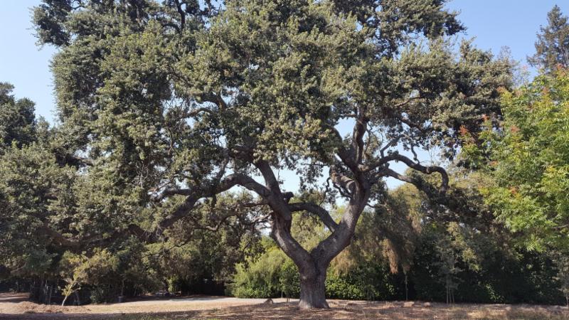 Oak tree