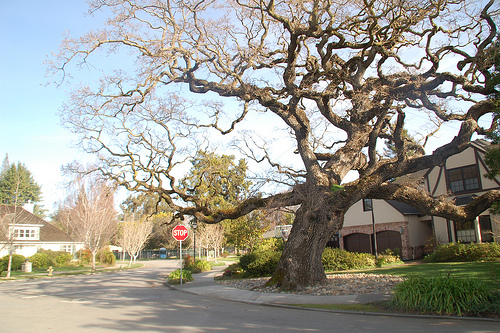 Venerable Palo Alto Oak