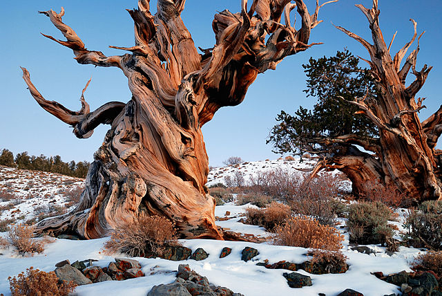 The wisdom of trees