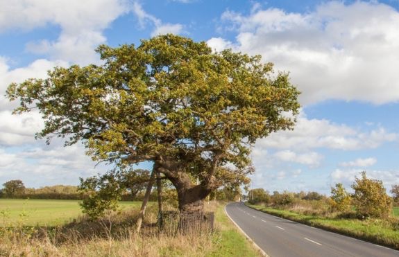 Ancient Oaks