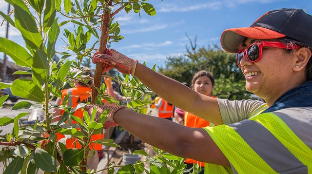 Plant trees with Canopy