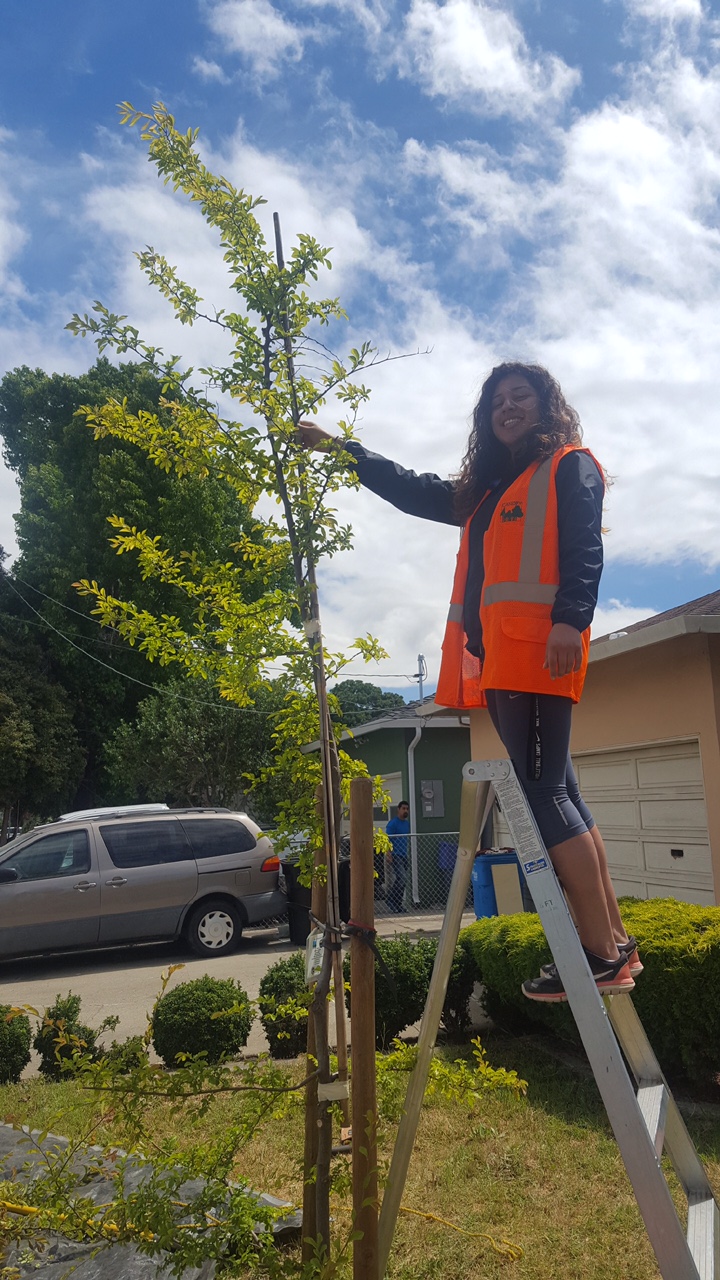 Urban Forester Intern