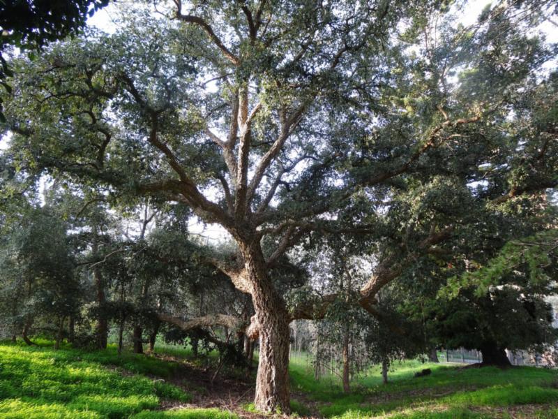 cork oak
