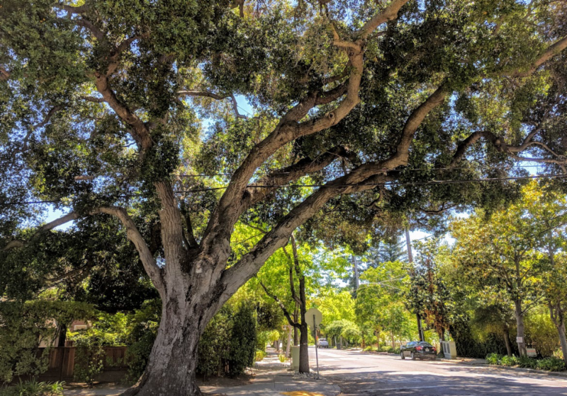 coast live oak