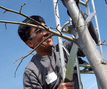 Pruning fun