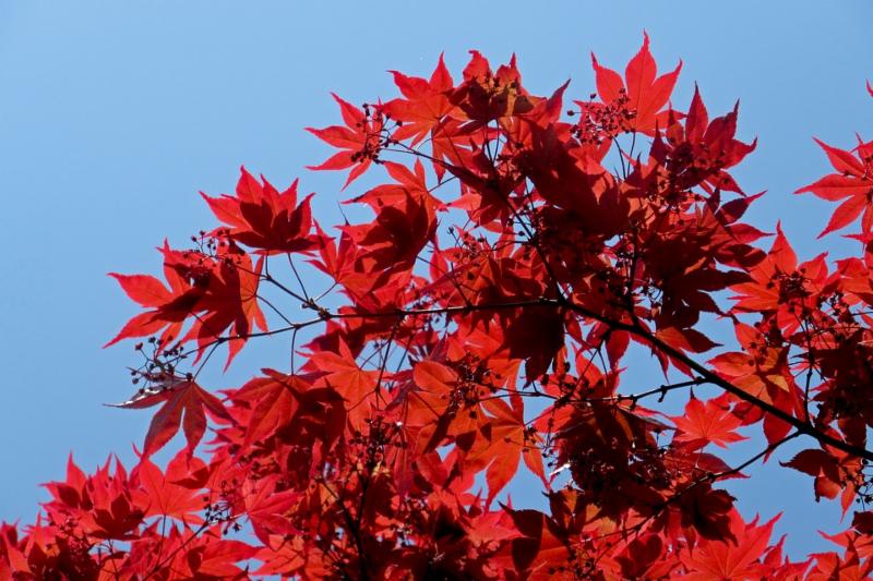 Japanese maple - one of many trees on the new midtown route_
