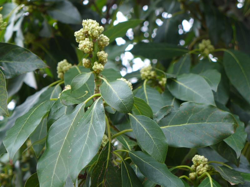 The incredible edible forest