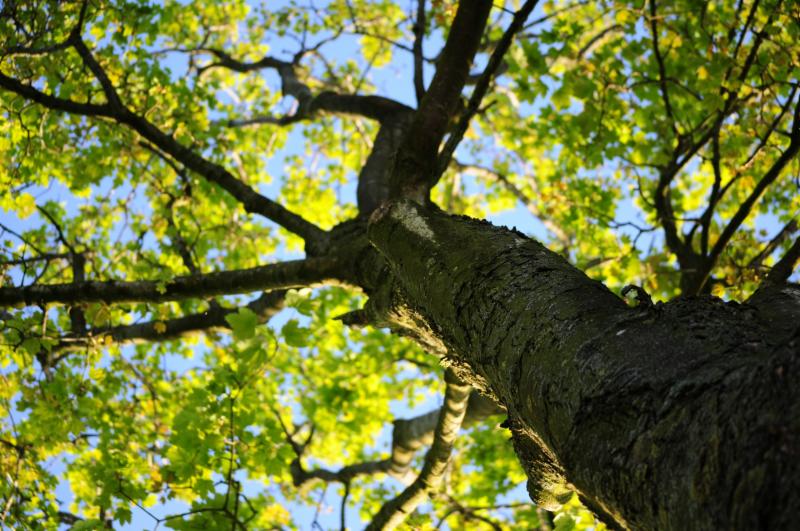 Tree branch extending towards the sky with green leaves and sun filtering through.