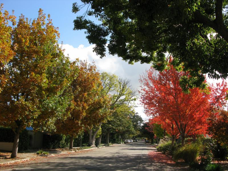 fall foliage
