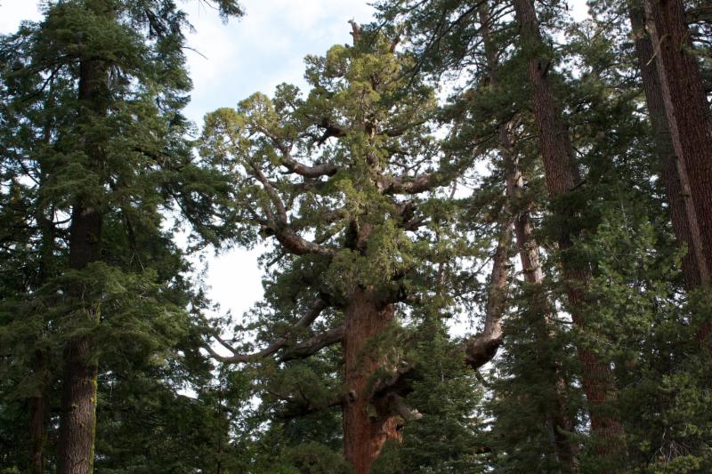 Giant Sequoia tree at Sequoia National Park