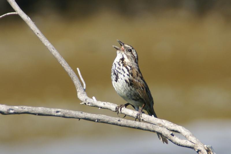 Trees and Birds of the Badlands