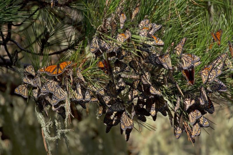 Monterey Pine with butterflies
