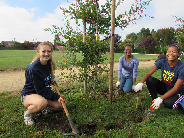 Care for community trees