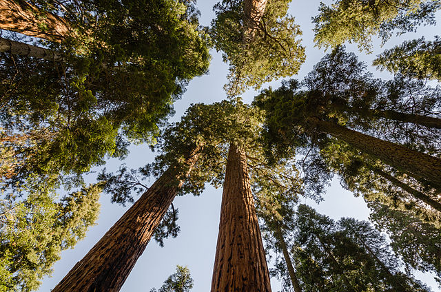 The iconic giant sequoia