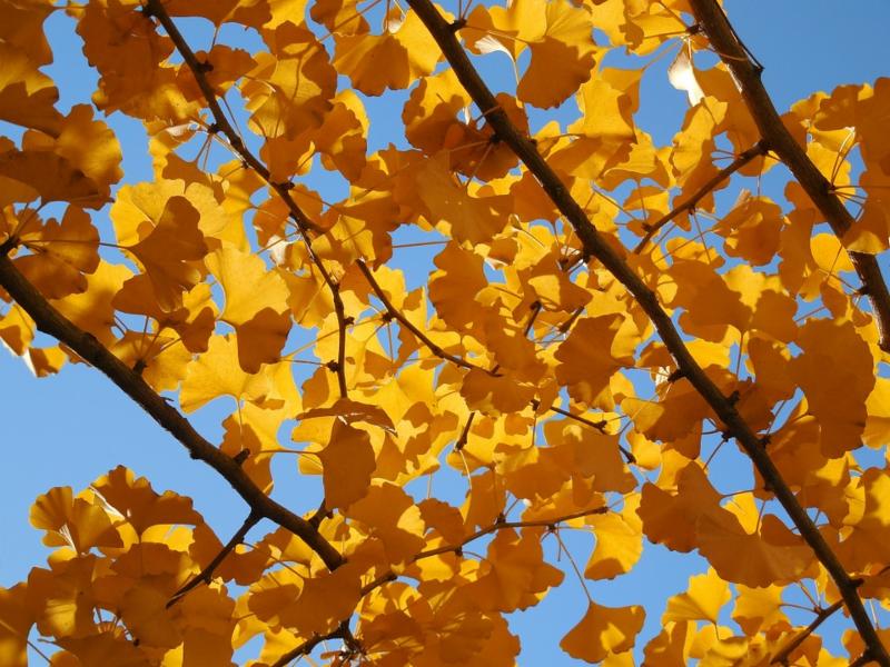 Ginkgos go gold for autumn