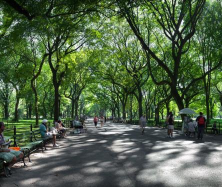 Avenue of trees