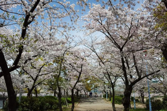 Cherry blossoms