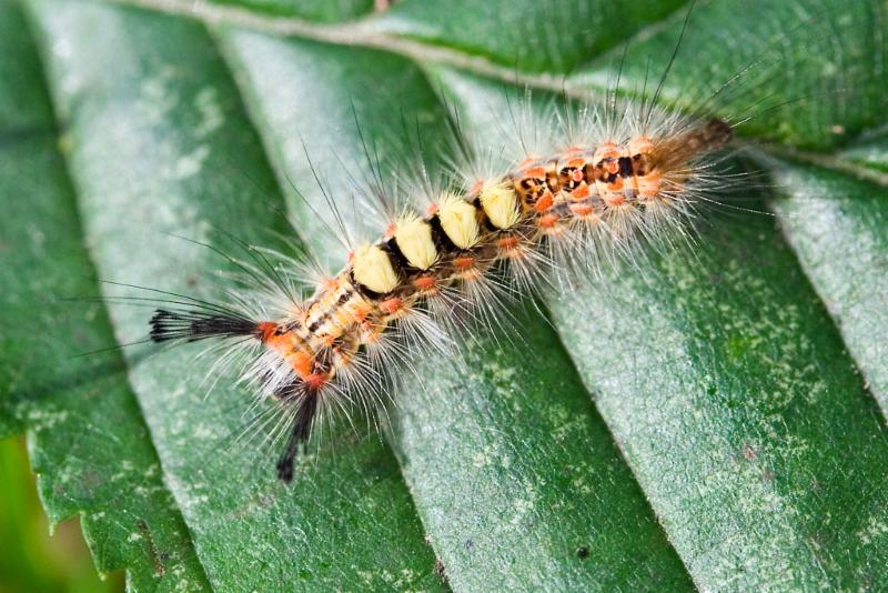 Caterpillars abound this spring