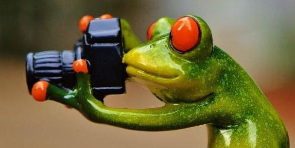 frog photographer