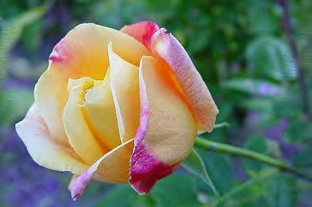 Sutter's Gold rose