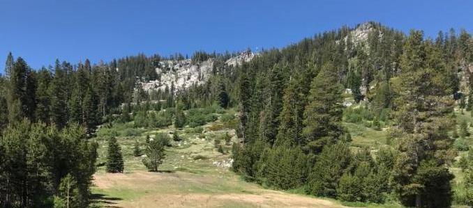 Photo of forested hill side