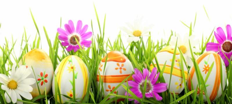 row_of_eggs_daisies.jpg