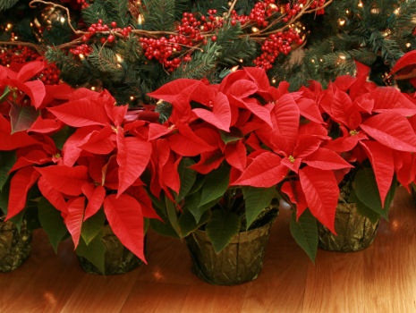 Beautifull Poinsettias