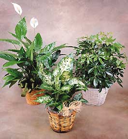Hourse plants