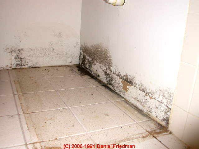Mold In Bathroom Walls Dangerous mold and mildew how to get rid off Mold In Bathroom Walls Dangerous mold and mildew how to get rid off