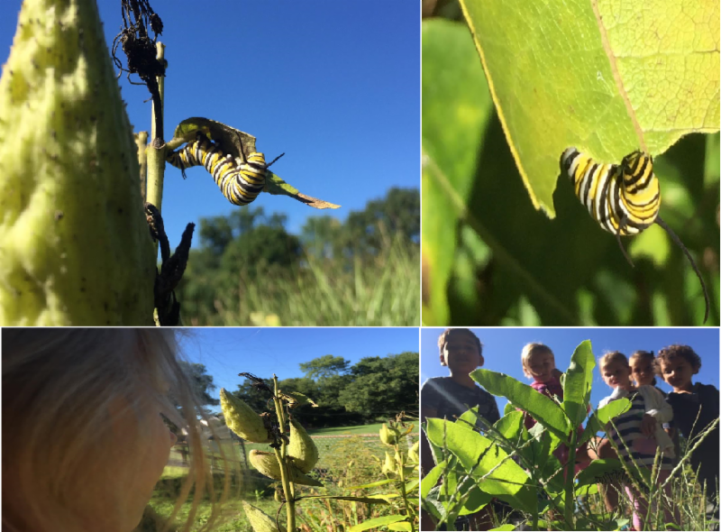 Garden Monarch Catepiller