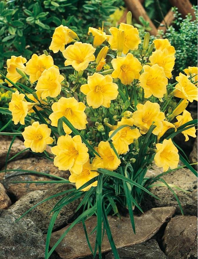 10 Flowers that Insects Hate!