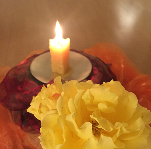 Weihnachtsrose