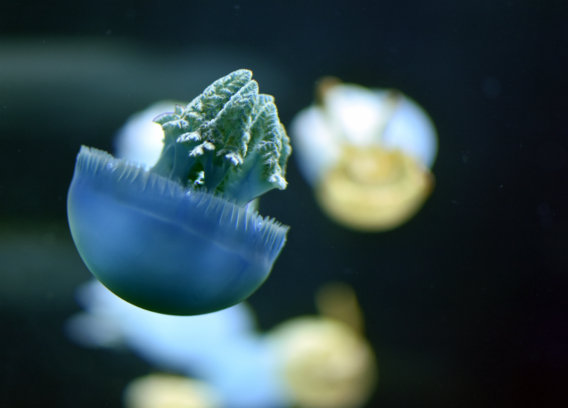 Blue Jelly