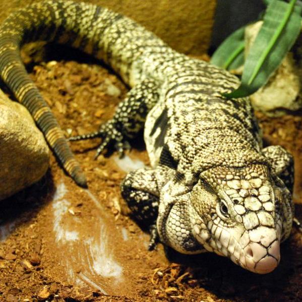 Argentine Black and White Tegu