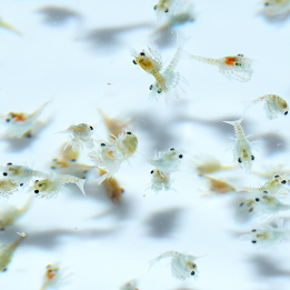Baby Lobsters