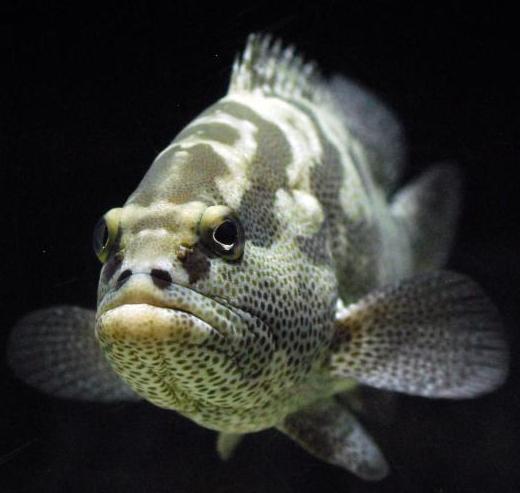 Rockfish
