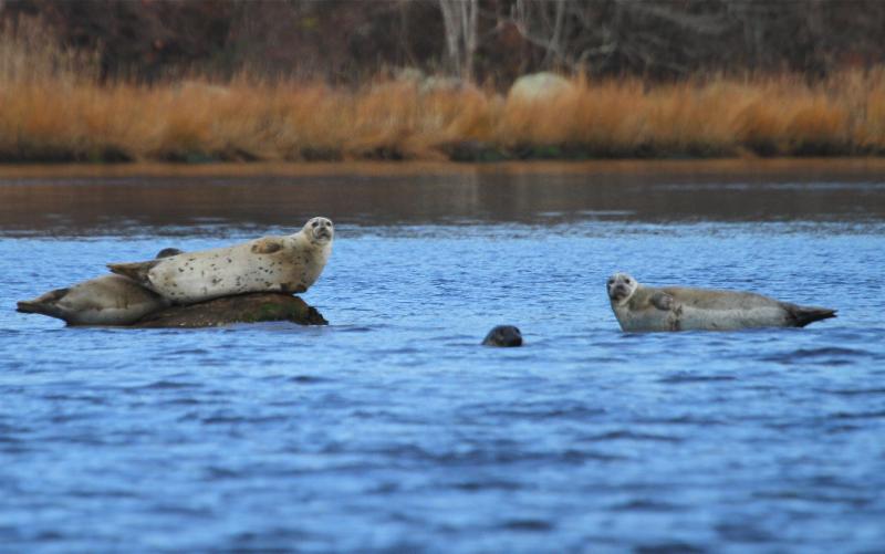 Seal Tour