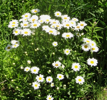 ox-eye daisy