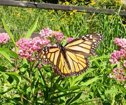 retail nursery monarch