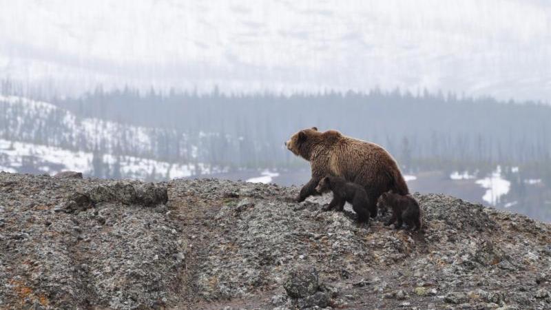 Alaska
