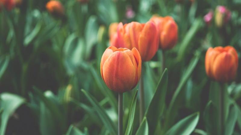 Tulips